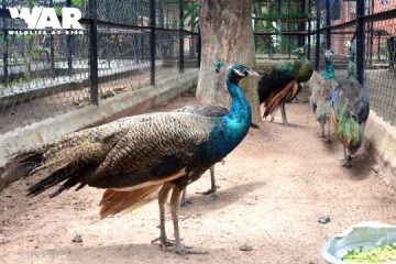 Rescue six endangered peafowls for the