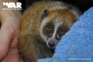 Hon Me Wildlife Rescue Station rescued Pygmy Loris