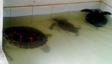 Rescue Hawksbill and Green Turtles