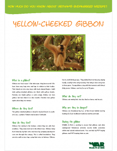 Yellow Checked Gibbon