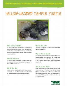 Yellow Headed Temple Turtle