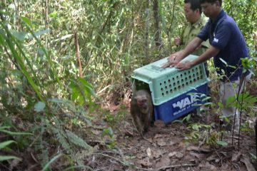 Wildlife return “home” Ta Dung - Dak Nong
