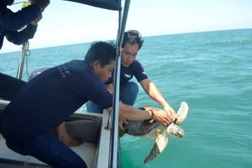 Thả thành công 5 cá thể Rùa biển quý, hiếm về Khu Bảo Tồn Biển Hòn Cau – tỉnh Bình Thuận