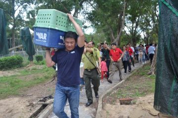 Support to release two large king cobras (Ophiophagus hannah) to Dong Nai Cultural Nature Reserve