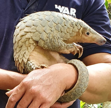 Pangolins (Manis javanica) and  Leopard cats (Prionailurus bengalensis) species handed over to Dau Tieng Wildlife Conservation Station of Wildlife At Risk (WAR)