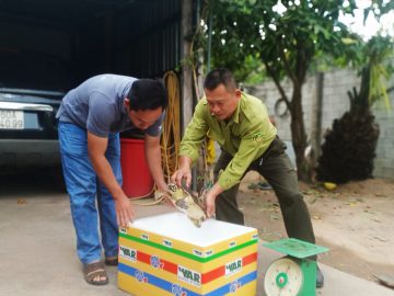 Thanks to resident’s voluntariness, an endangered hawksbill sea turtle  (Eretmochelys imbricata) was saved in Thu Dau Mot city, Binh Duong Province