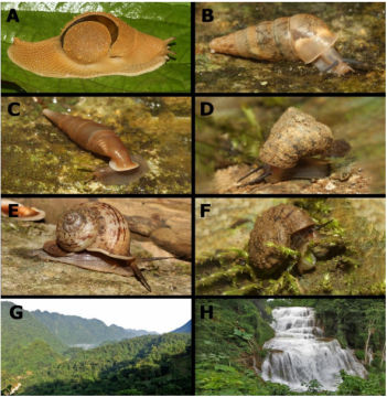 Diversity of Terrestrial Molluscs in Ngoc Son-Ngo Luong Nature Reserve, Hoa Binh Province (Mollusca: Gastropoda)