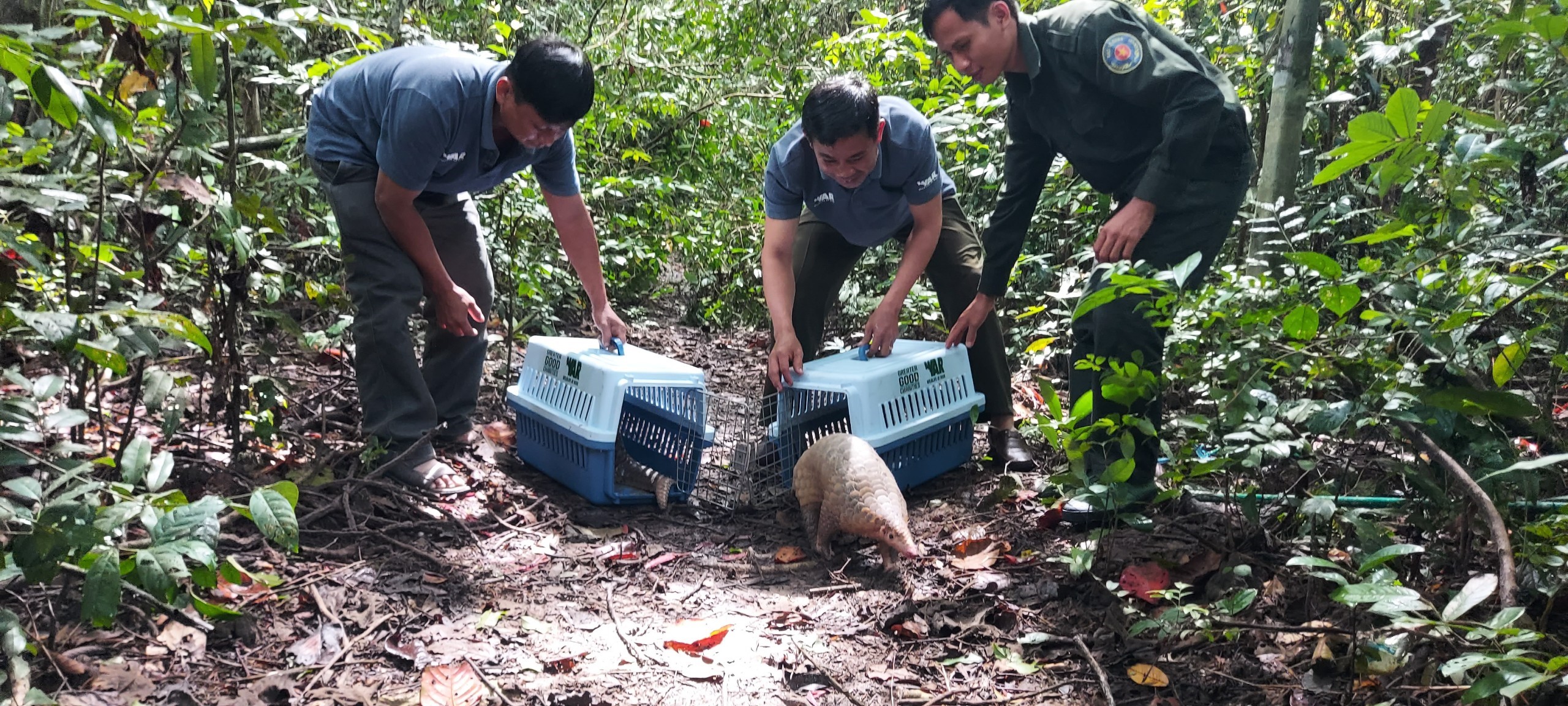 Successfully released 23 endangered wildlife to the forest