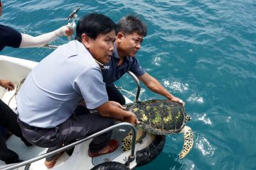 Release successfully 3 sea turtles to Phan Thiet bay area – Binh Thuan province